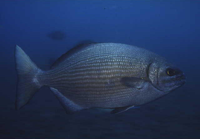 Kyphosus vaigiensis